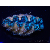 WYSIWYG Tridacna crocea
