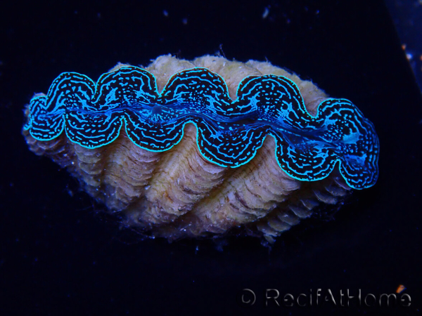 WYSIWYG Tridacna crocea