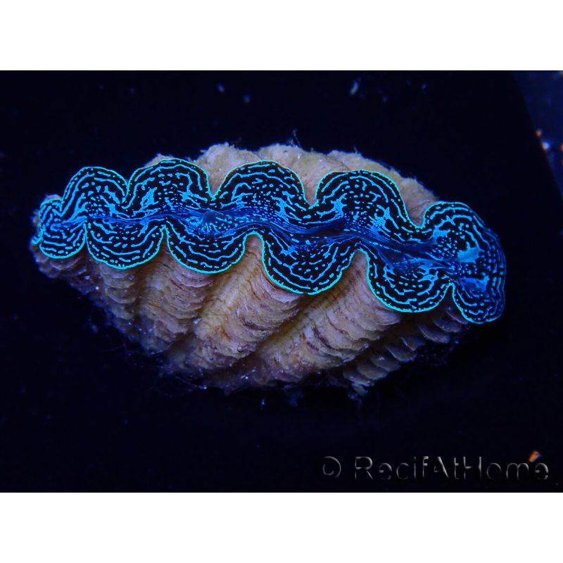 WYSIWYG Tridacna crocea