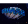 WYSIWYG Tridacna crocea