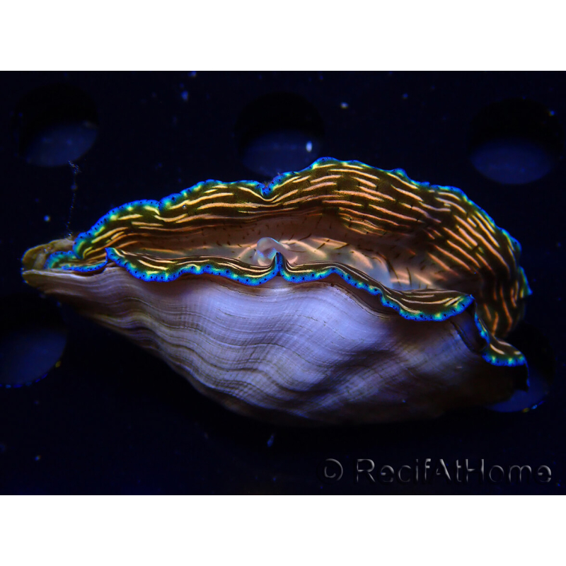 WYSIWYGTridacna derasa ULTRA (6.5 cm)