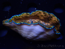 WYSIWYGTridacna derasa ULTRA (6.5 cm)