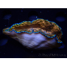 WYSIWYGTridacna derasa ULTRA (6.5 cm)
