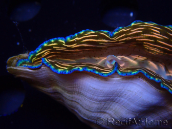 WYSIWYGTridacna derasa ULTRA (6.5 cm)