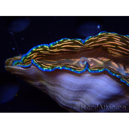 WYSIWYGTridacna derasa ULTRA (6.5 cm)
