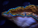 WYSIWYGTridacna derasa ULTRA (6.5 cm)