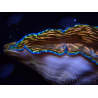 WYSIWYGTridacna derasa ULTRA (6.5 cm)