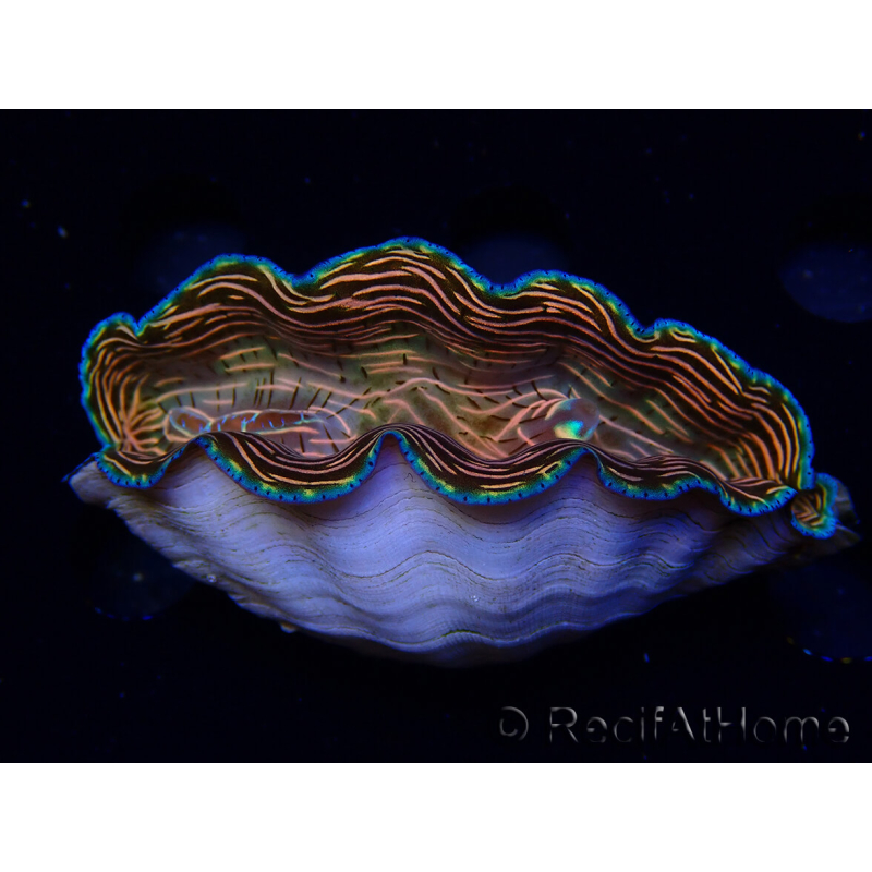 WYSIWYG Tridacna derasa ULTRA (7 cm)