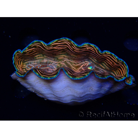 WYSIWYG Tridacna derasa ULTRA (7 cm)