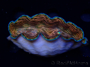 WYSIWYG Tridacna derasa ULTRA (7 cm)