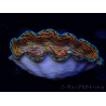 WYSIWYG Tridacna derasa ULTRA (7 cm)