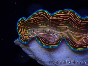 WYSIWYG Tridacna derasa ULTRA (7 cm)