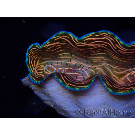 WYSIWYG Tridacna derasa ULTRA (7 cm)