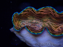 WYSIWYG Tridacna derasa ULTRAA2(9 cm)