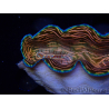 WYSIWYG Tridacna derasa ULTRA (7 cm)