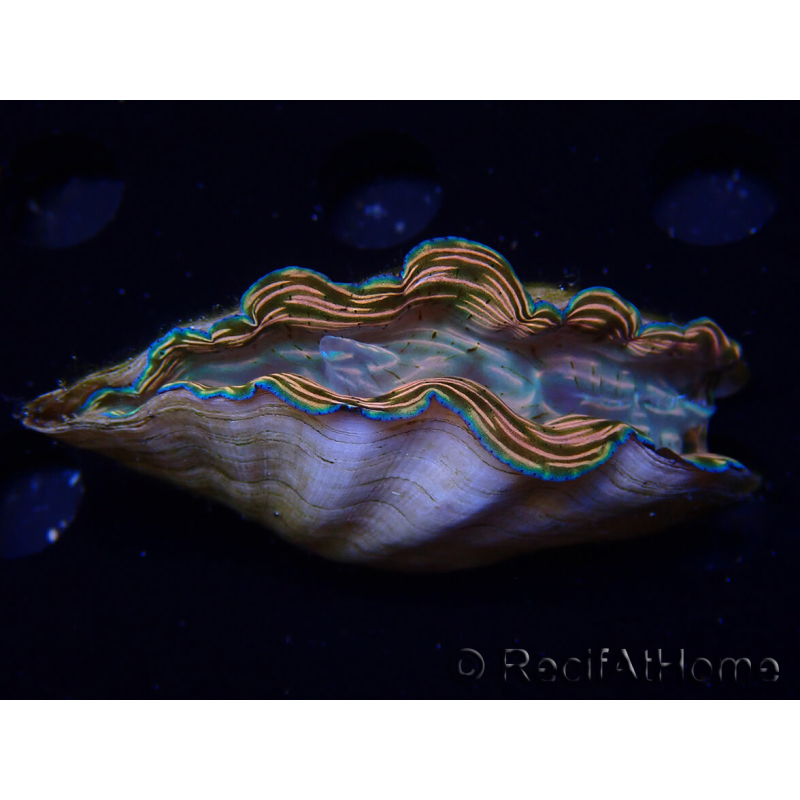 WYSIWYG Tridacna derasa ULTRA A3 (8 cm)