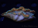 WYSIWYG Tridacna derasa ULTRA (7 cm)