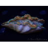 WYSIWYG Tridacna derasa ULTRA (7 cm)