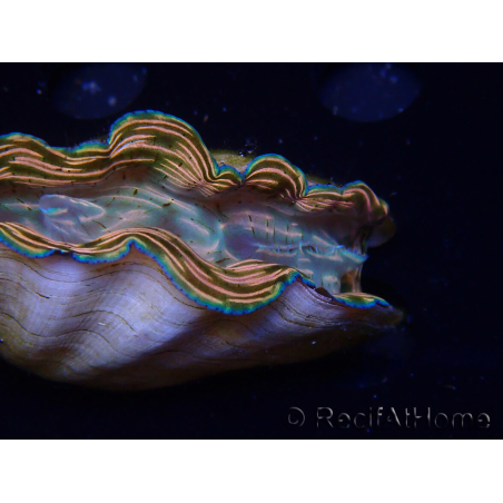 WYSIWYG Tridacna derasa ULTRA (7 cm)