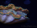 WYSIWYG Tridacna derasa ULTRA A3 (8 cm)