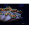 WYSIWYG Tridacna derasa ULTRA A3 (8 cm)