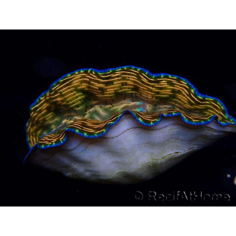 WYSIWYG Tridacna derasa ULTRA (7 cm)