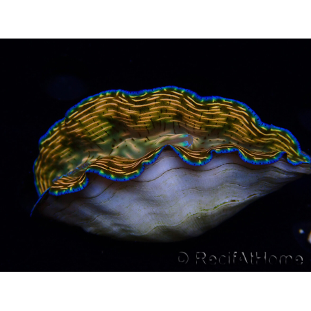 WYSIWYG Tridacna derasa ULTRA A4 (7.5 cm)