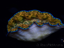 WYSIWYG Tridacna derasa ULTRA (7 cm)