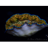 WYSIWYG Tridacna derasa ULTRA (7 cm)