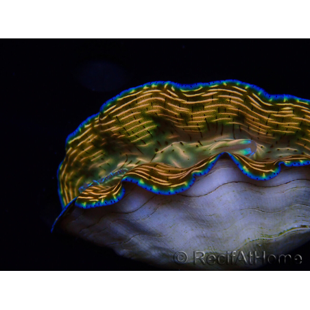 WYSIWYG Tridacna derasa ULTRA A4 (7.5 cm)