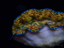 WYSIWYG Tridacna derasa ULTRA (7 cm)