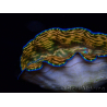 WYSIWYG Tridacna derasa ULTRA A4 (7.5 cm)