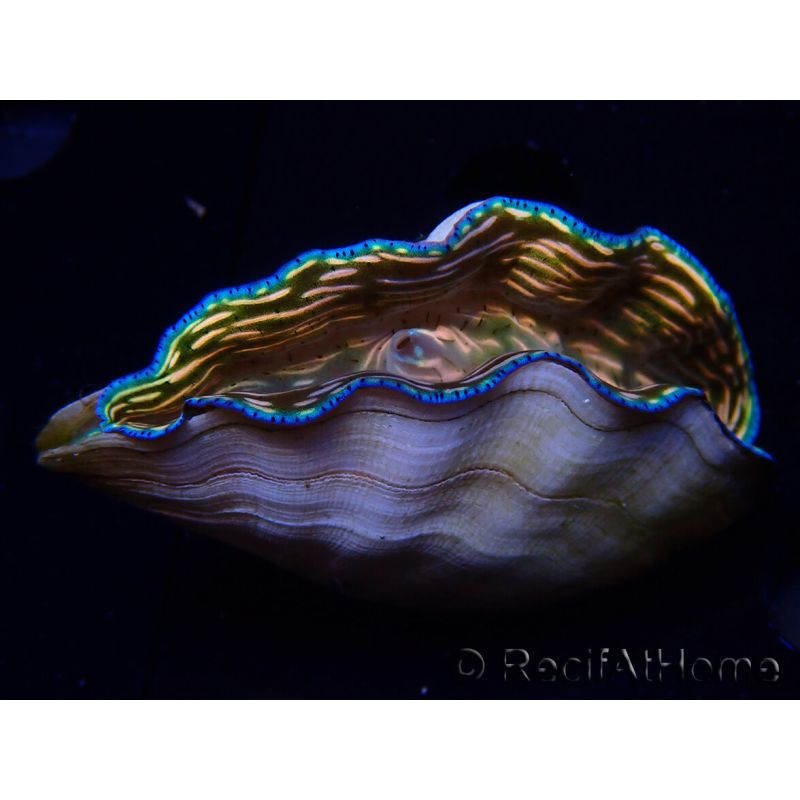 WYSIWYG Tridacna derasa ULTRA A5 (6.5 cm)