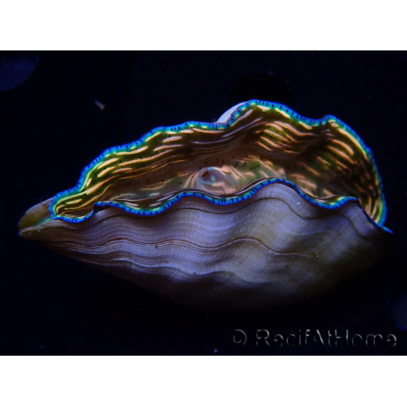 WYSIWYG Tridacna derasa ULTRA(6.5 cm)