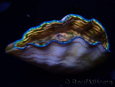 WYSIWYG Tridacna derasa ULTRA(6.5 cm)