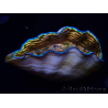 WYSIWYG Tridacna derasa ULTRA(6.5 cm)