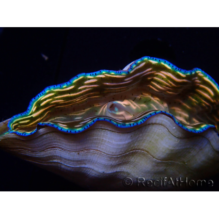 WYSIWYG Tridacna derasa ULTRA A5 (6.5 cm)
