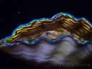 WYSIWYG Tridacna derasa ULTRA(6.5 cm)