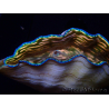 WYSIWYG Tridacna derasa ULTRA(6.5 cm)