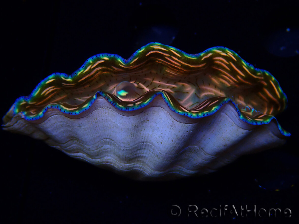 WYSIWYG Tridacna derasa ULTRA(6 cm)