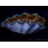 WYSIWYG Tridacna derasa ULTRA A6 (6 cm)
