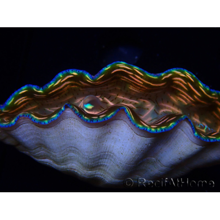 WYSIWYG Tridacna derasa ULTRA(6 cm)