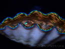 WYSIWYG Tridacna derasa ULTRA A6 (6 cm)