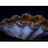 WYSIWYG Tridacna derasa ULTRA(6 cm)