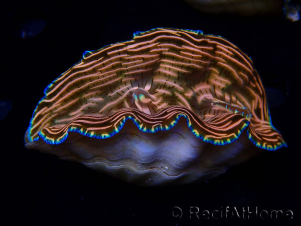 WYSIWYG Tridacna derasa ULTRA(7 cm)