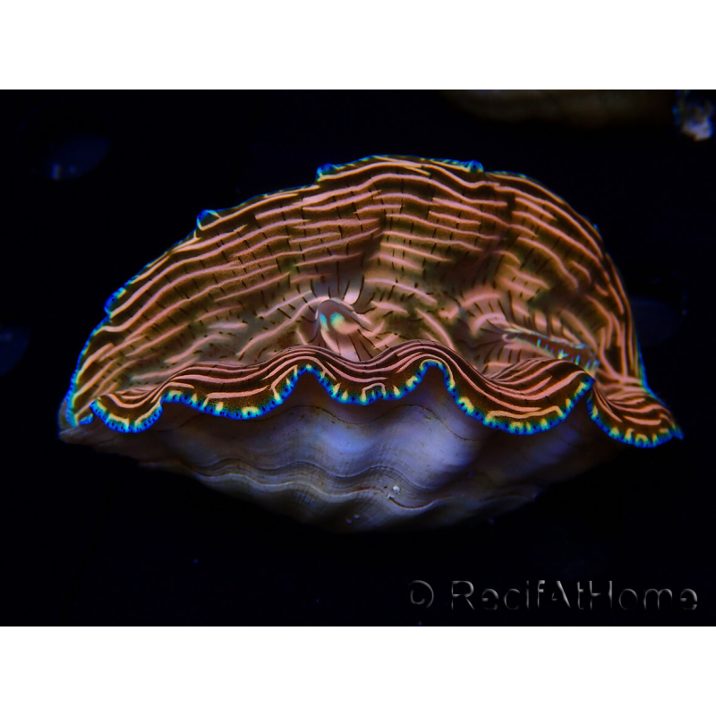 WYSIWYG Tridacna derasa ULTRA A7 (7 cm)