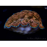 WYSIWYG Tridacna derasa ULTRA(7 cm)