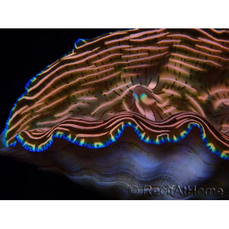 WYSIWYG Tridacna derasa ULTRA A7 (7 cm)