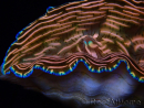 WYSIWYG Tridacna derasa ULTRA A7 (7 cm)