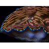 WYSIWYG Tridacna derasa ULTRA(7 cm)